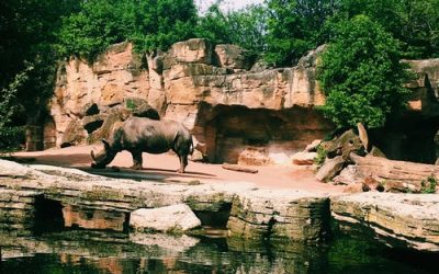 Les zoos, parcs animaliers et aquariums en Ile-de-France